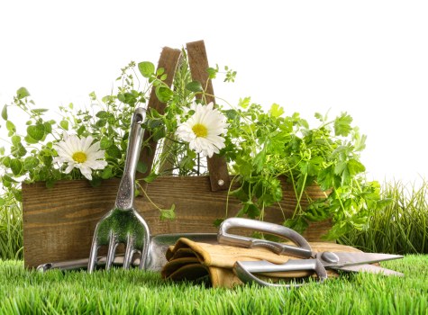 Pruning and hedge cutting for garden maintenance in Kenton