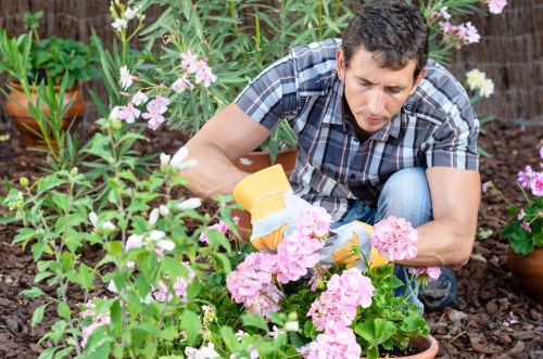 Low-maintenance planting scheme with evergreens and perennials in Kenton